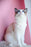 Pet Cat Beads Love Necklace