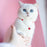 Pet Cat Beads Love Necklace